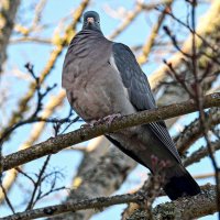 Гордая птица :: Alexandеr P