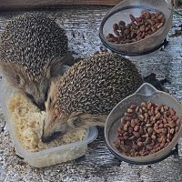 Ежи на ужине :: Юлия Голикова