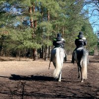 В сосновом бору :: Дмитрий И_