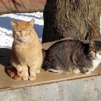 Братья наши меньшие... :: Рита Симонова