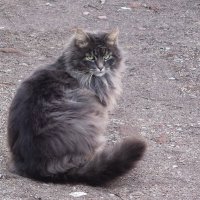 Братья наши меньшие :: Рита Симонова