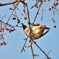 Про свиристель... :: Aquarius - Сергей