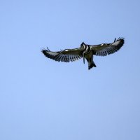 Малый пегий зимородок. :: Alexander Amromin