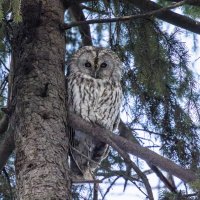 серая неясыть :: юрий макаров серая неясыть :: юрий макаров