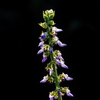 *** :: Виктор Иванович Чернюк