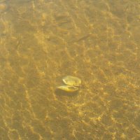 ***ракушка на дне речном*** :: Olga Oskolkova