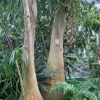 В оранжерее ботанического сада :: Ольга 