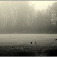 ..охотник.. :: Aleksandr Gal