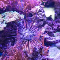 Не хотелось бы на такую штуку наступить) :: Анастасия Фотографовна Не хотелось бы на такую штуку наступить) :: Анастасия Фотографовна