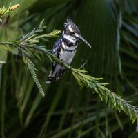 Малый пегий зимородок. :: Alexander Amromin Малый пегий зимородок. :: Alexander Amromin
