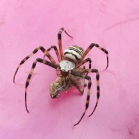 Паук с добычей :: Андрей Л. В.