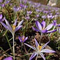 "Пусть всё дышит кануном, кануном,  Чем-то свежим, восторженным, юным."  Лариса Миллер :: Галина 