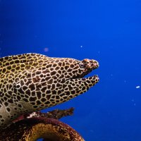 МУРРРРена) :: Анастасия Фотографовна