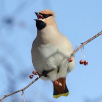 Свиристель. :: Виктор Иванович Чернюк