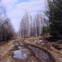 Март в лесу :: Людмила Смородинская