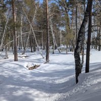 В снегах :: Георгиевич 