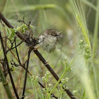 Изящная приния. :: Alexander Amromin