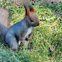 Завезённая в парк Галицкого... :: Николай Саржанов