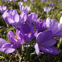 "Наступает весна...И опять - о, опять! - все пахуче, цветочно и птично..." :: Галина 