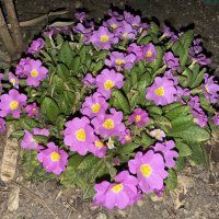 Примула :: Валентина .