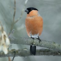 снегирь самец :: юрий макаров снегирь самец :: юрий макаров