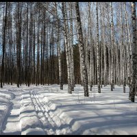 В весеннем лесу :: Алексей Патлах