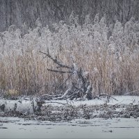 На оз. Малиновское... :: Владимир Шошин