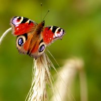 опять про бабочек 478 :: Александр Прокудин опять про бабочек 478 :: Александр Прокудин