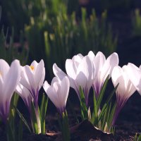 Весенние цветы :: Сергей Швечков