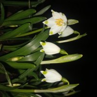 Белоцветник :: Сапсан 