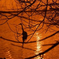 Цапля - пруд ей по колено :: Надежда Цапля - пруд ей по колено :: Надежда