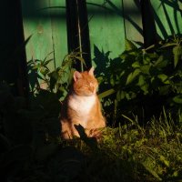 На солнышке :: Сергей Швечков