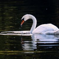 Лебедь :: Юрий. Шмаков