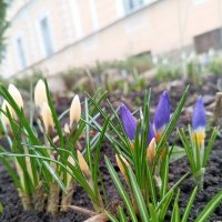 Крокус :: Сапсан 