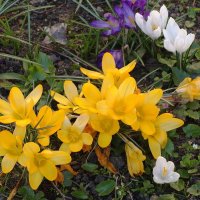 Крокус (шафран) :: Рита Симонова