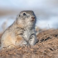 Весенний суслик :: Марина Фомина.