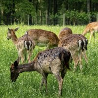 Про косуль... :: Николай Гирш