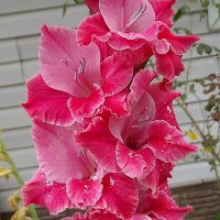 Гладиолус :: Freddy 97