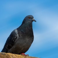 Городской голубь :: Александр Синдерёв