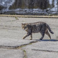 Портрет симпатишного жирного & наглого Кота :: Коля Лукашов