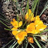 Крокус :: Сапсан 