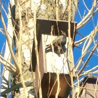 Скворец :: Сапсан 