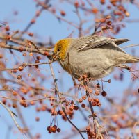 Щур. :: Виктор Иванович Чернюк Щур. :: Виктор Иванович Чернюк