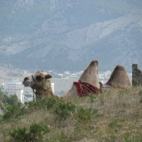 Верблюд в горах. Судак, 2013 г. :: Олег Зоркий