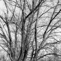 ивы :: Сергей Лындин ивы :: Сергей Лындин