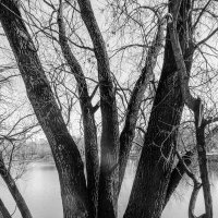 куст деревьев :: Сергей Лындин
