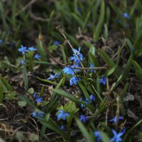 *** :: Вячеслав Макушин