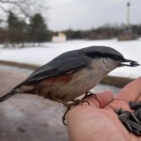 Поползень :: Сапсан 
