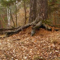 Чудеса в природе :: Olga Oskolkova