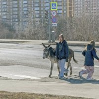 Собак заводят собачники, а ослов заводят. ослятники? :: Валерий Иванович